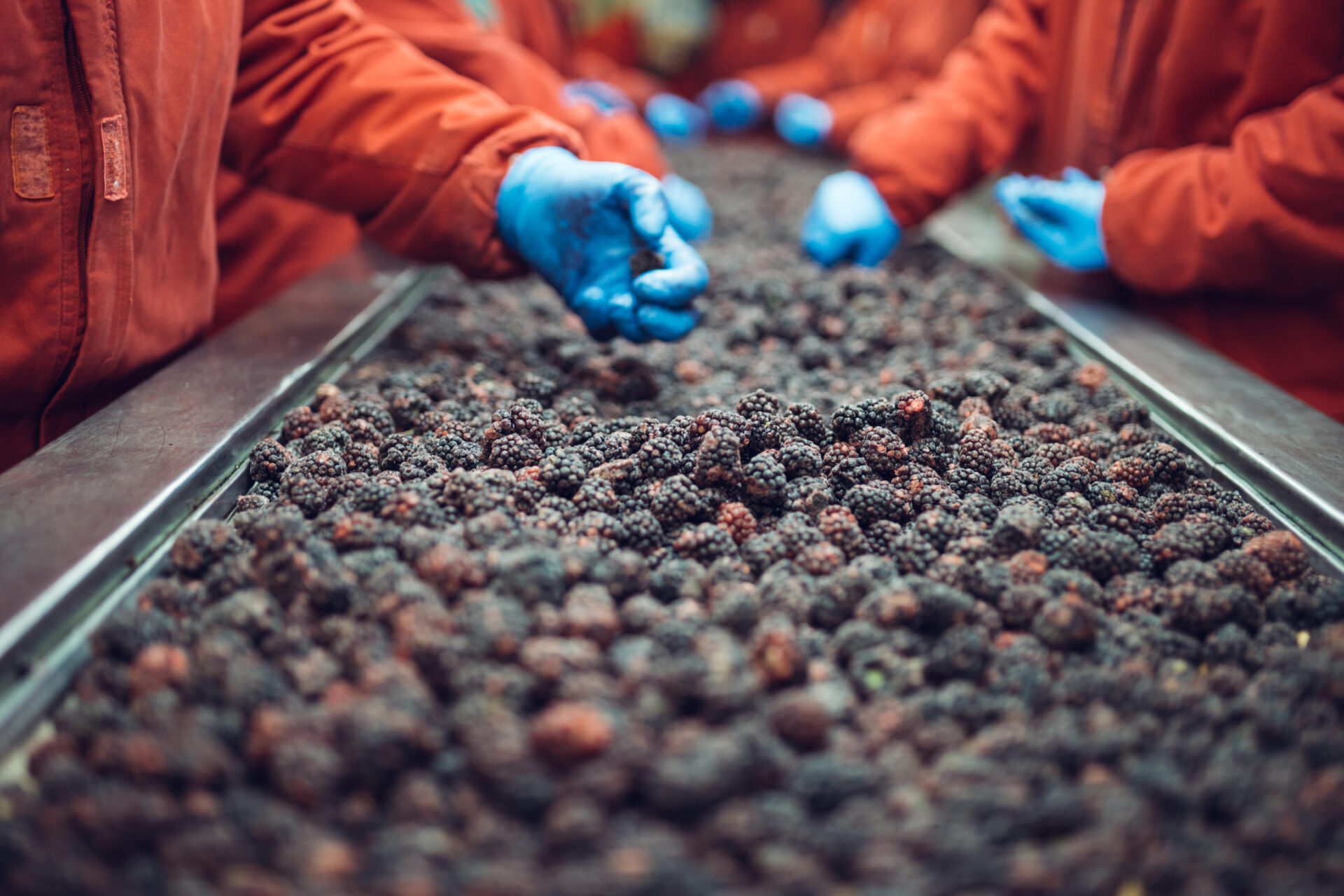 People at work. Unrecognizable workers hands in protective blue gloves make selection of frozen blackberries. Factory for freezing and packing of fruits and vegetables. Low light and visible noise.