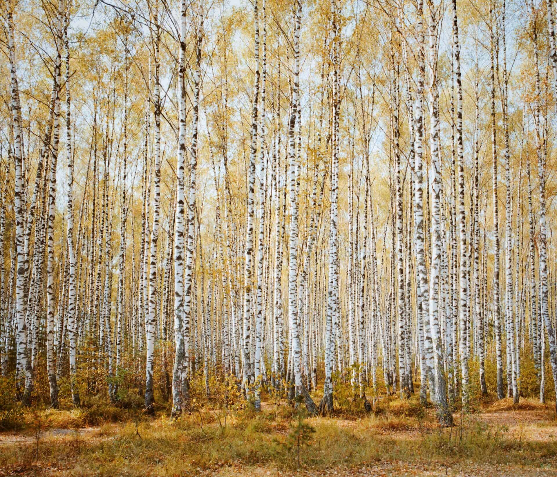 Ivan stepanov FA7igbPoTGE unsplash