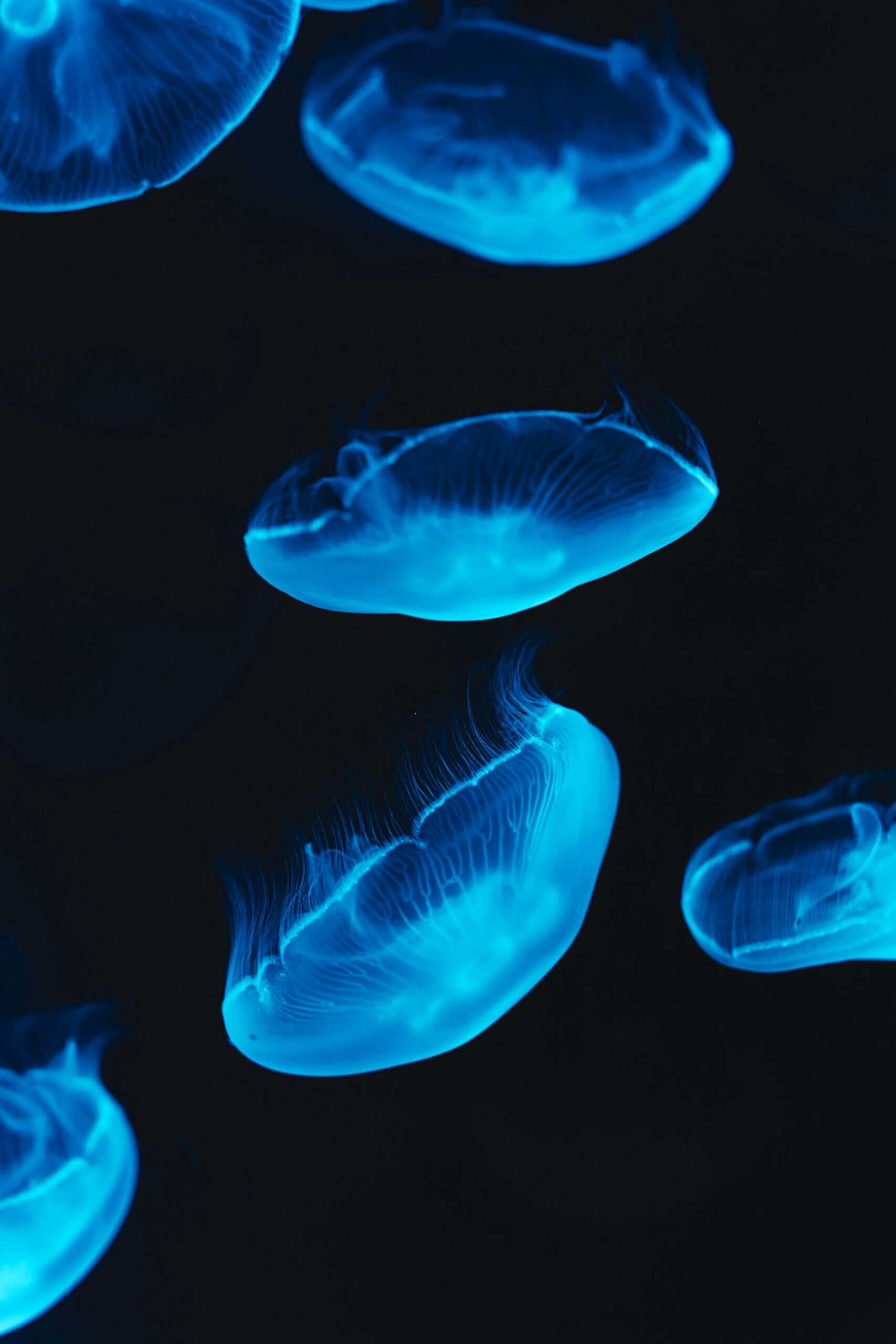 Willian justen de vasconcellos wF5d SKJ jI unsplash